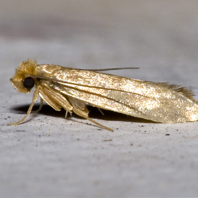 Webbing Cloth Moth