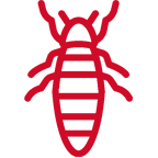 aphid