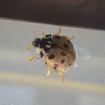 asian ladybird beetle