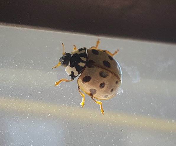 Do Lady Bugs Bite?, Blog