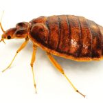 Bed bug - side view