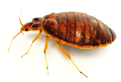 Bed bug - side view