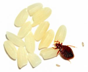 Bed bug with eggs