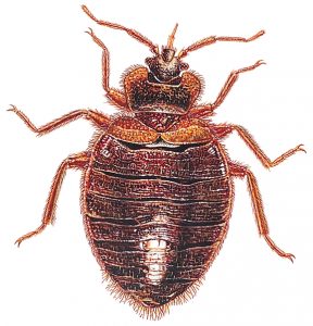 Bed bug