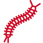 centipede