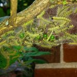 Fall Webworms