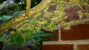 Fall Webworms