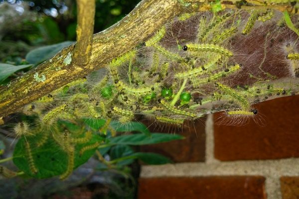 Pest Spotlight: Fall Webworm
