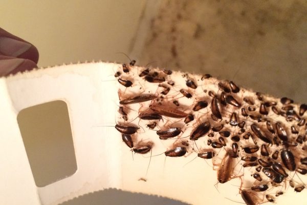 Where Do Cockroaches Hide?