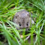 House Mouse in grass