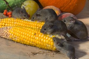 mice eating corn