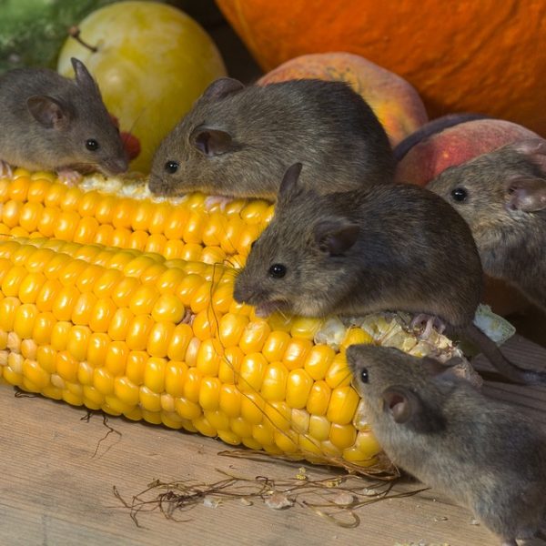 Winter Homes: Mice