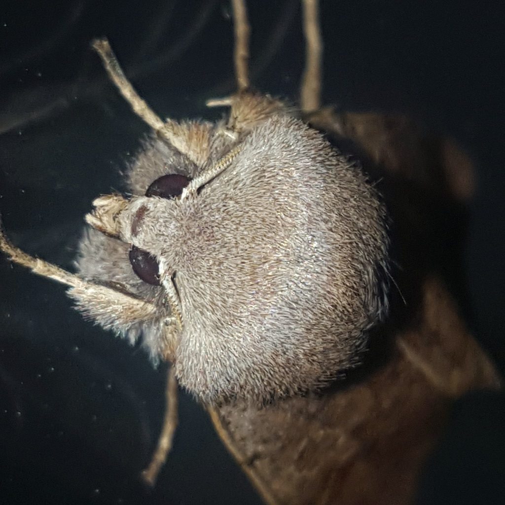 Ask The Expert: How Do Pheromone Traps Work