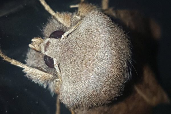 Ask The Expert: How Do Pheromone Traps Work