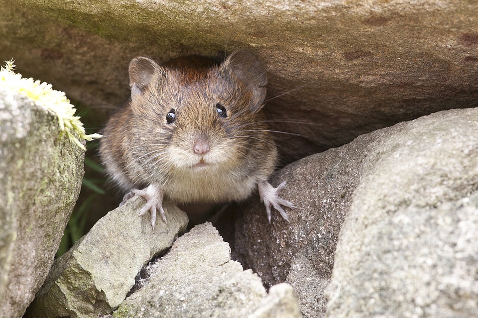 Mouse on rocks