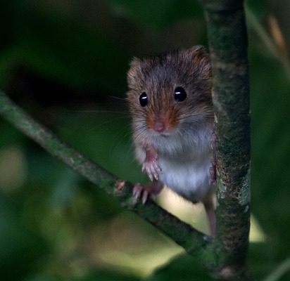 How To Stay Rodent Free This Fall