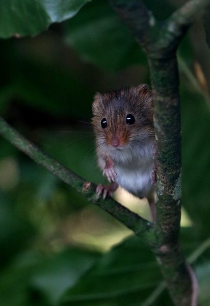 How To Stay Rodent Free This Fall