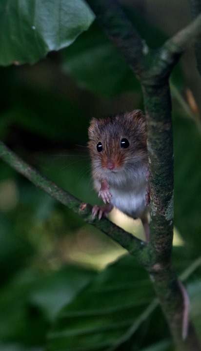 How To Stay Rodent Free This Fall
