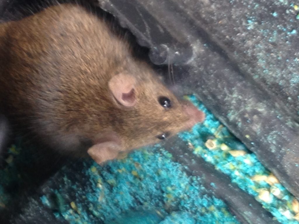 Cleaning Up Deer Mouse Droppings Poulin's Pest Control