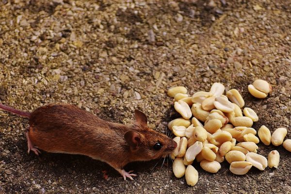 Keep Mice & Their Diseases Out