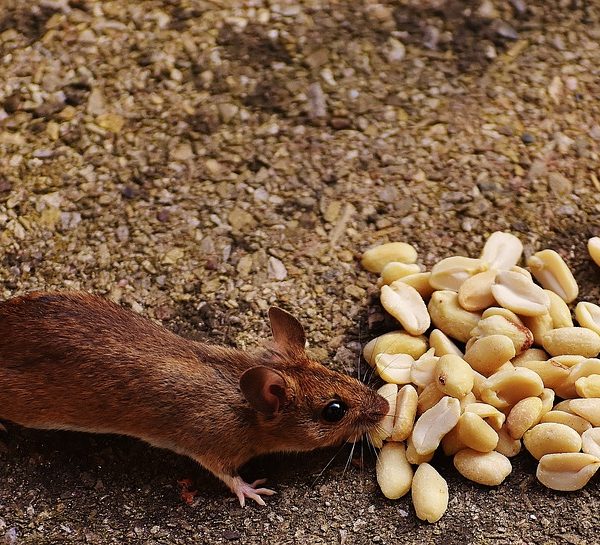 Keep Mice & Their Diseases Out