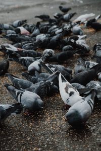 Pigeons on concrete