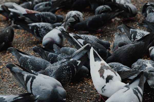 Controlling Pigeons When the City Won’t