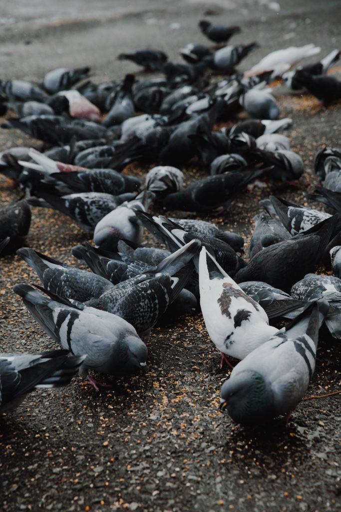 Controlling Pigeons When the City Won’t