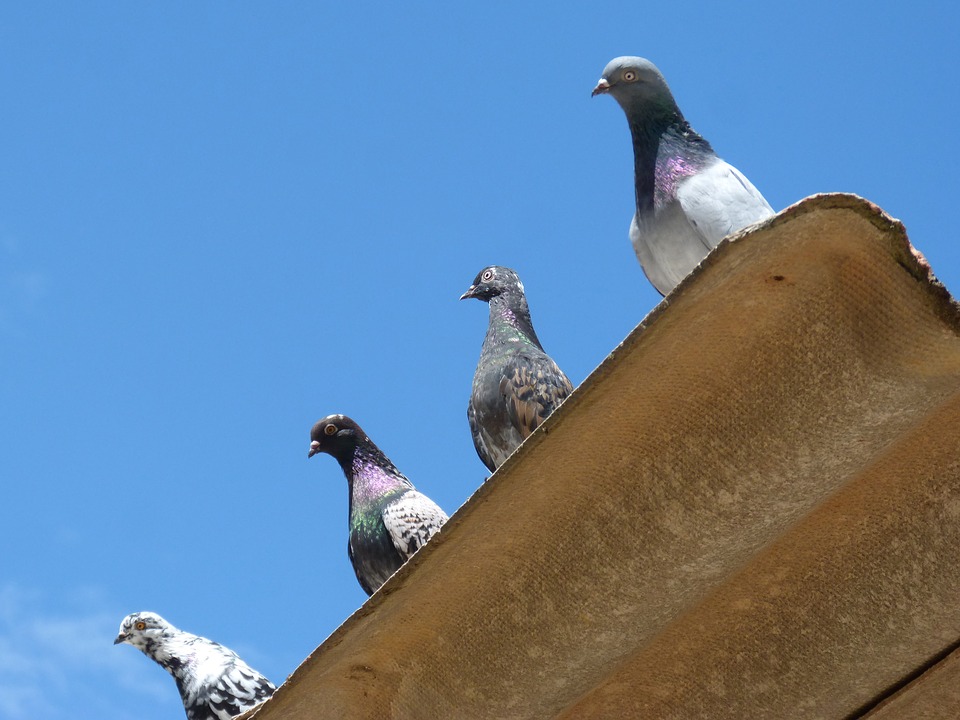 Pigeon Dropping Cleanup