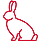 rabbit
