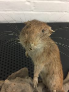 Rat