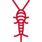 silverfish