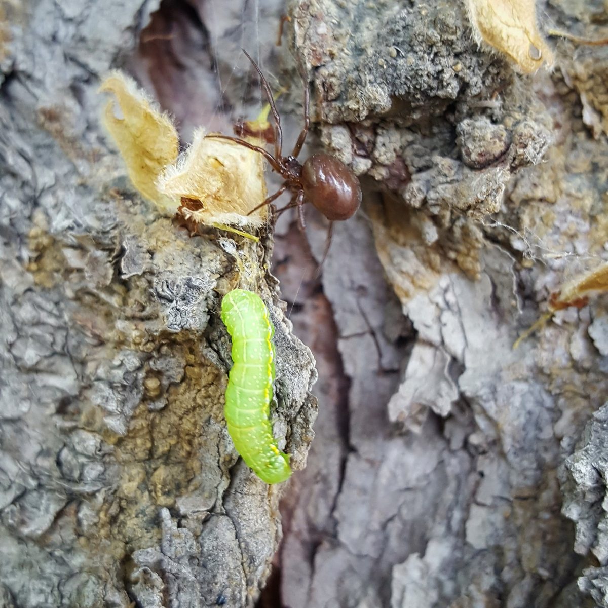 Pest Spotlight Cankerworms Poulin's Pest Control
