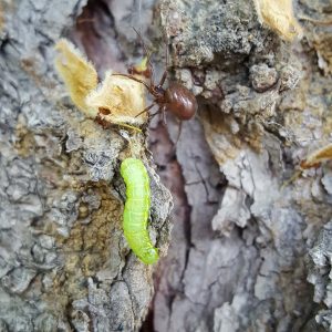 spider and cankerworm