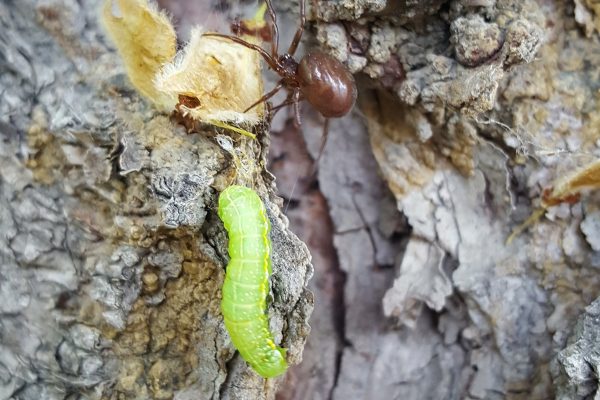 Pest Spotlight: Cankerworms