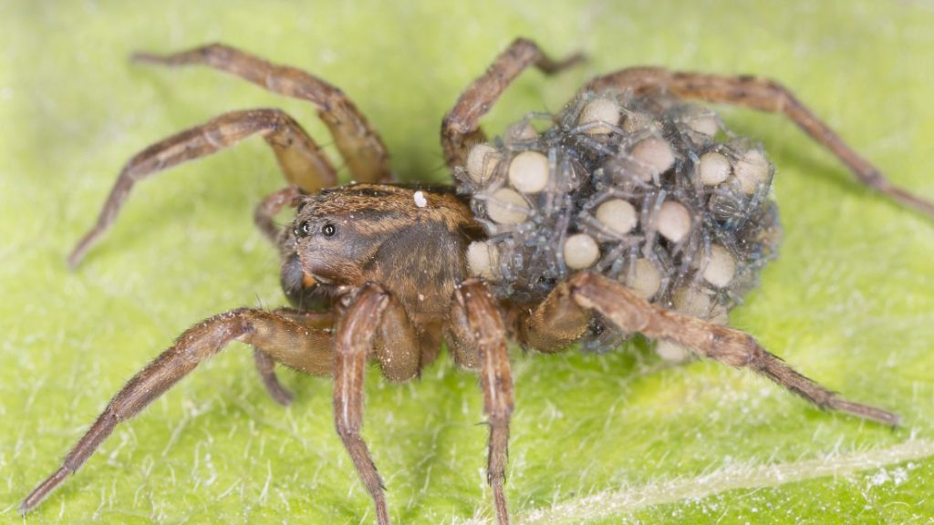 Mothers of The Animal Kingdom: The Good, The Bad, and The Ugly