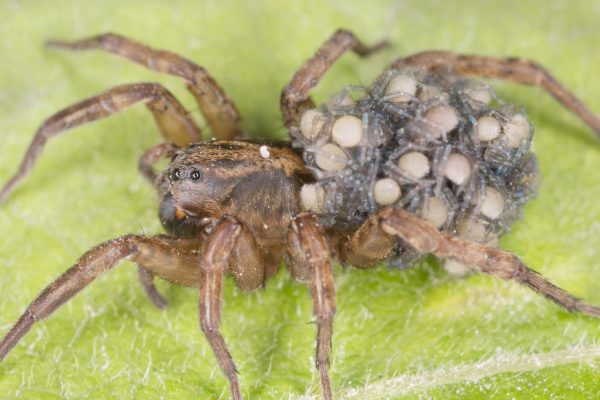 Mothers of The Animal Kingdom: The Good, The Bad, and The Ugly