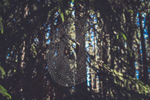 Spider Webs