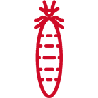 termite