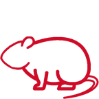 vole