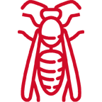 wasp