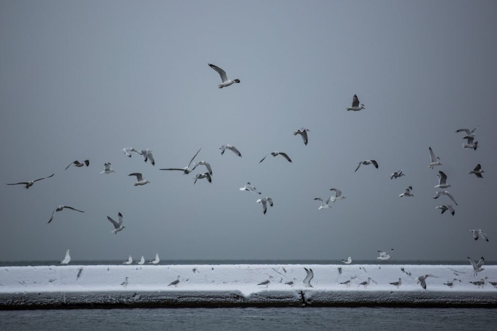 Birds flying over water