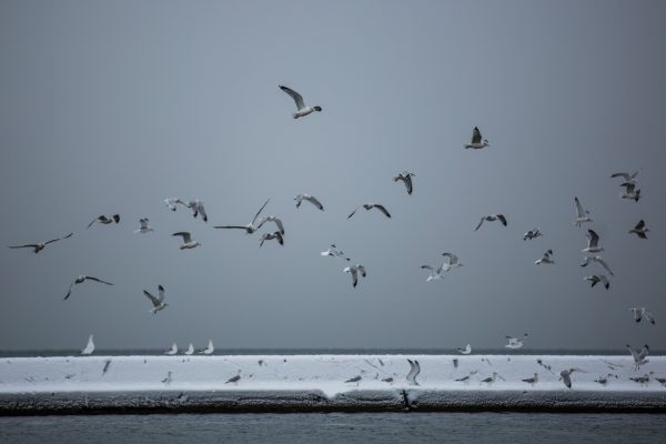 Invasive Species Birds