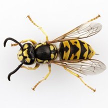 Wasp