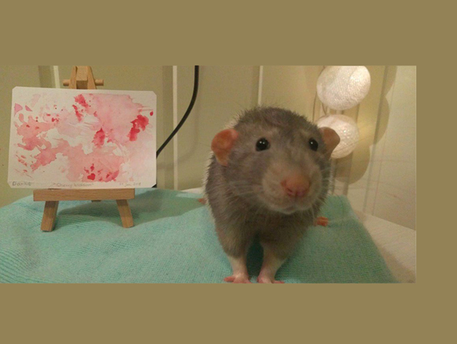 painting rat