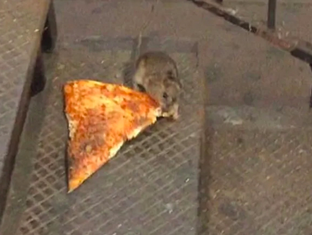 pizza rat