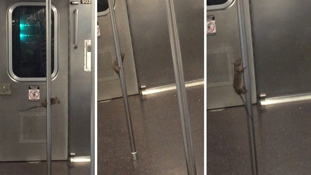 5 Viral Rats