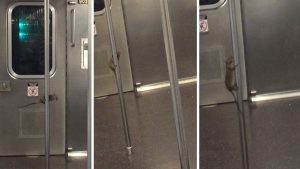 pole-dance-rat