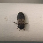 larder beetle - cropped