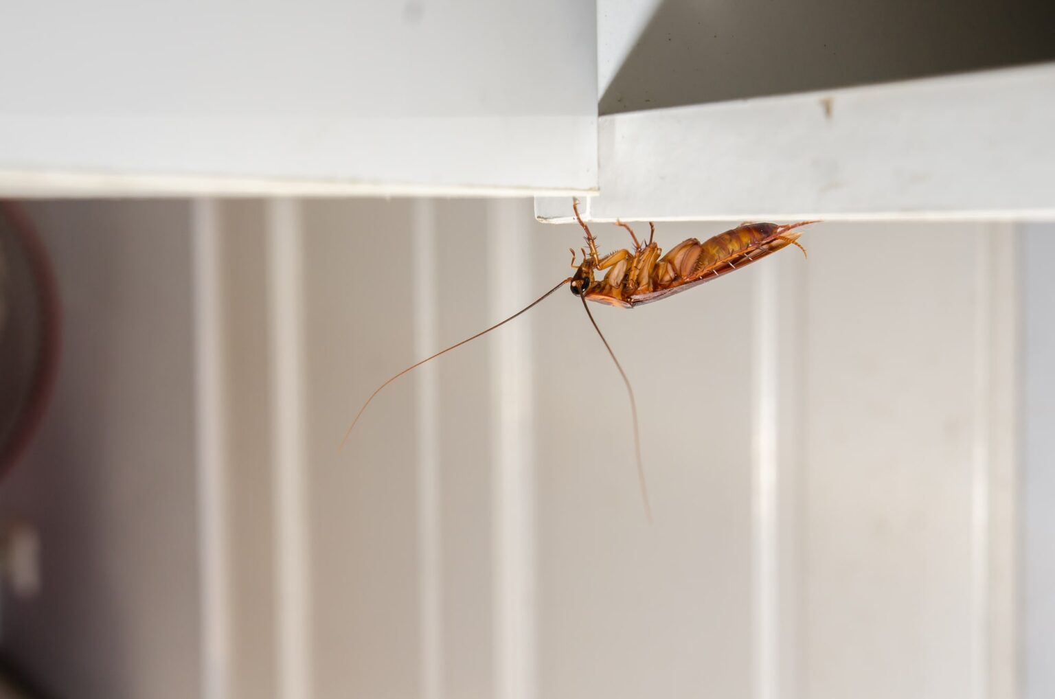 Why Cockroaches Around Your Alberta House Are Worse Than You Think Poulin S Pest Control